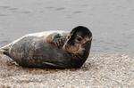 Seal spotted at Herne Bay