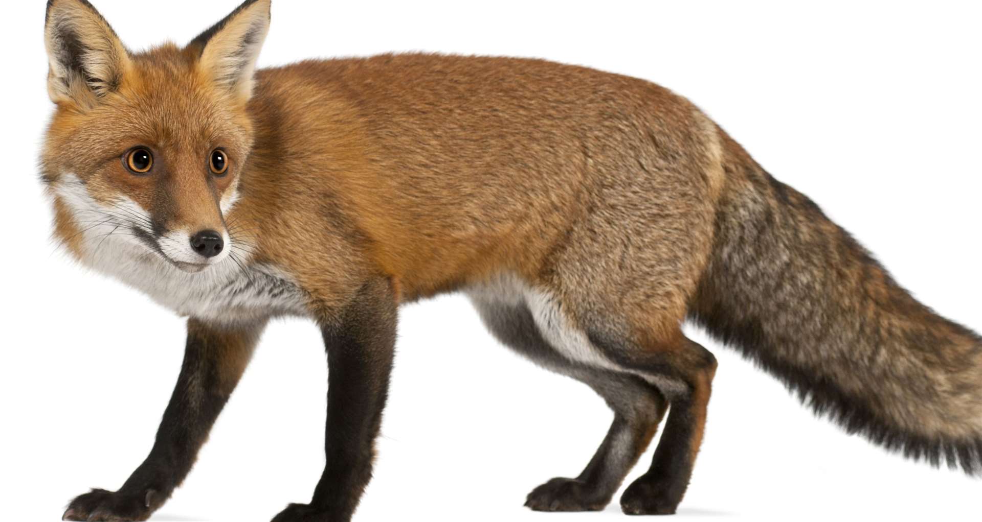 EDF says it follows advice from Natural England about how to capture the foxes
