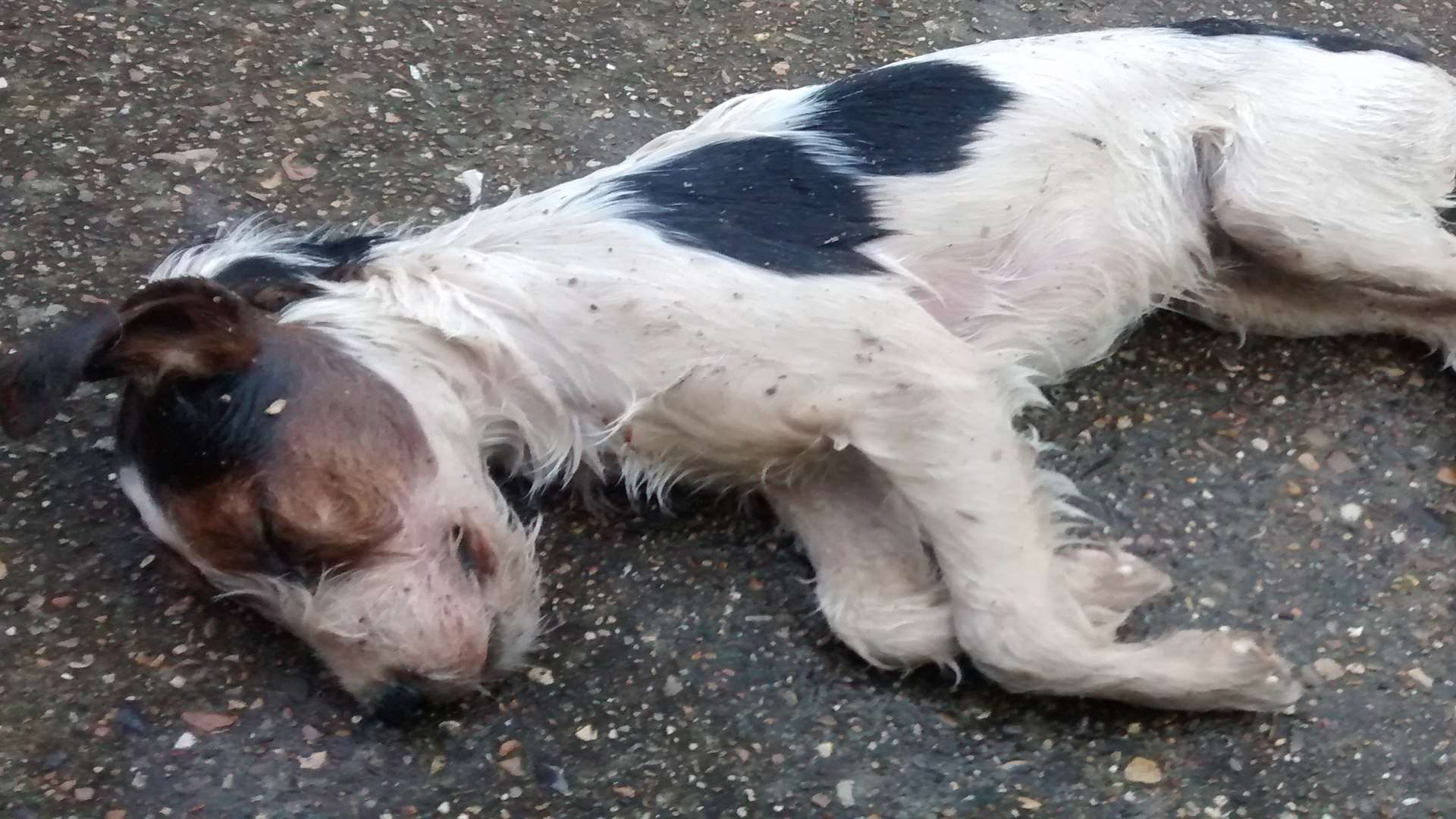 The dog was found inside a bag in Maidstone