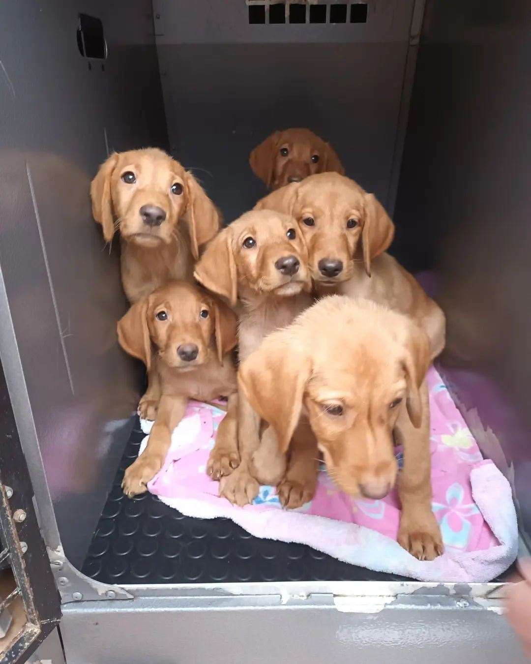 The seven pups found dumped in Swale. Picture: Swale Borough Council Stray Dog Service
