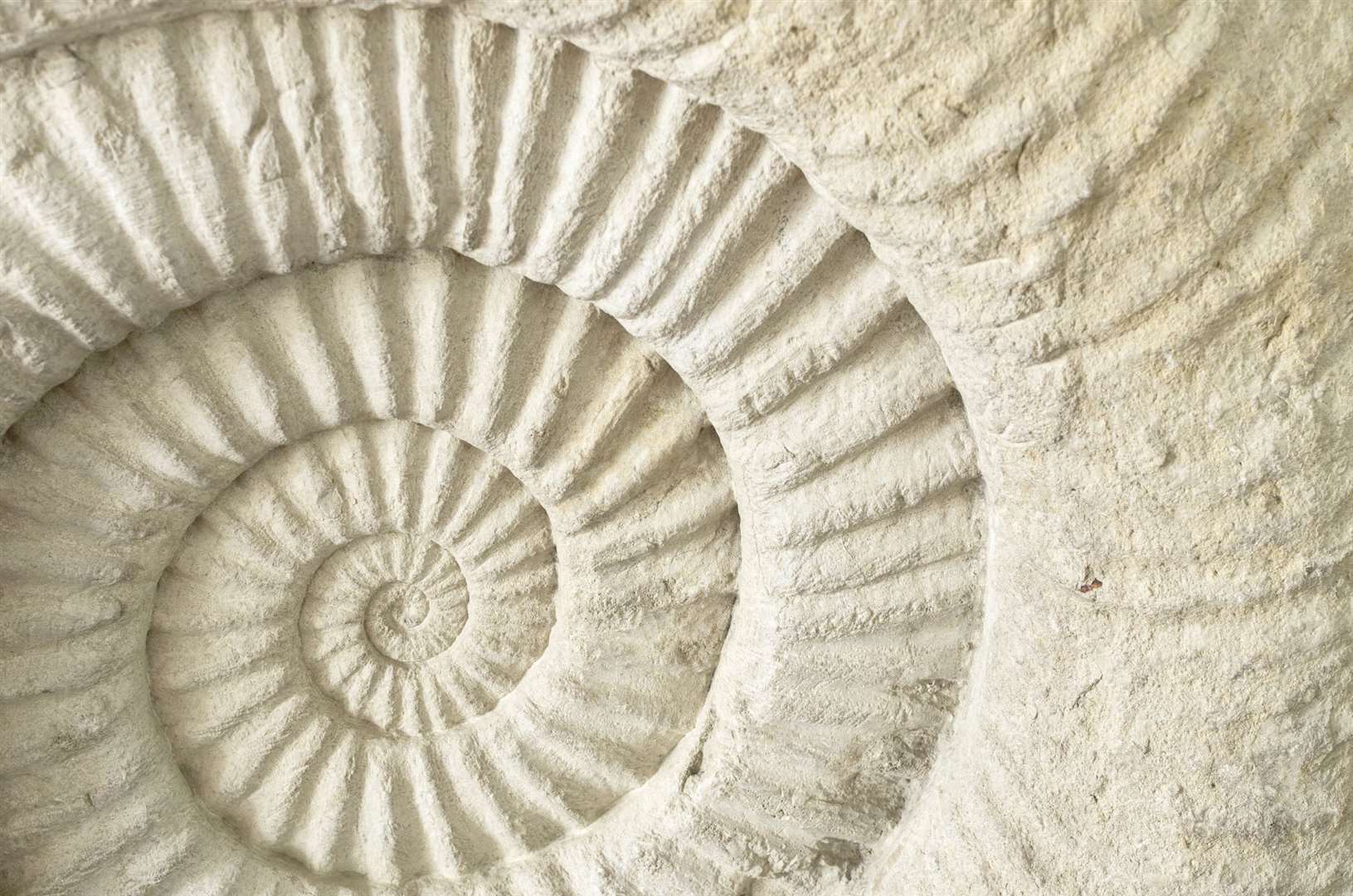 Ammonite fossils are popular and in abundance