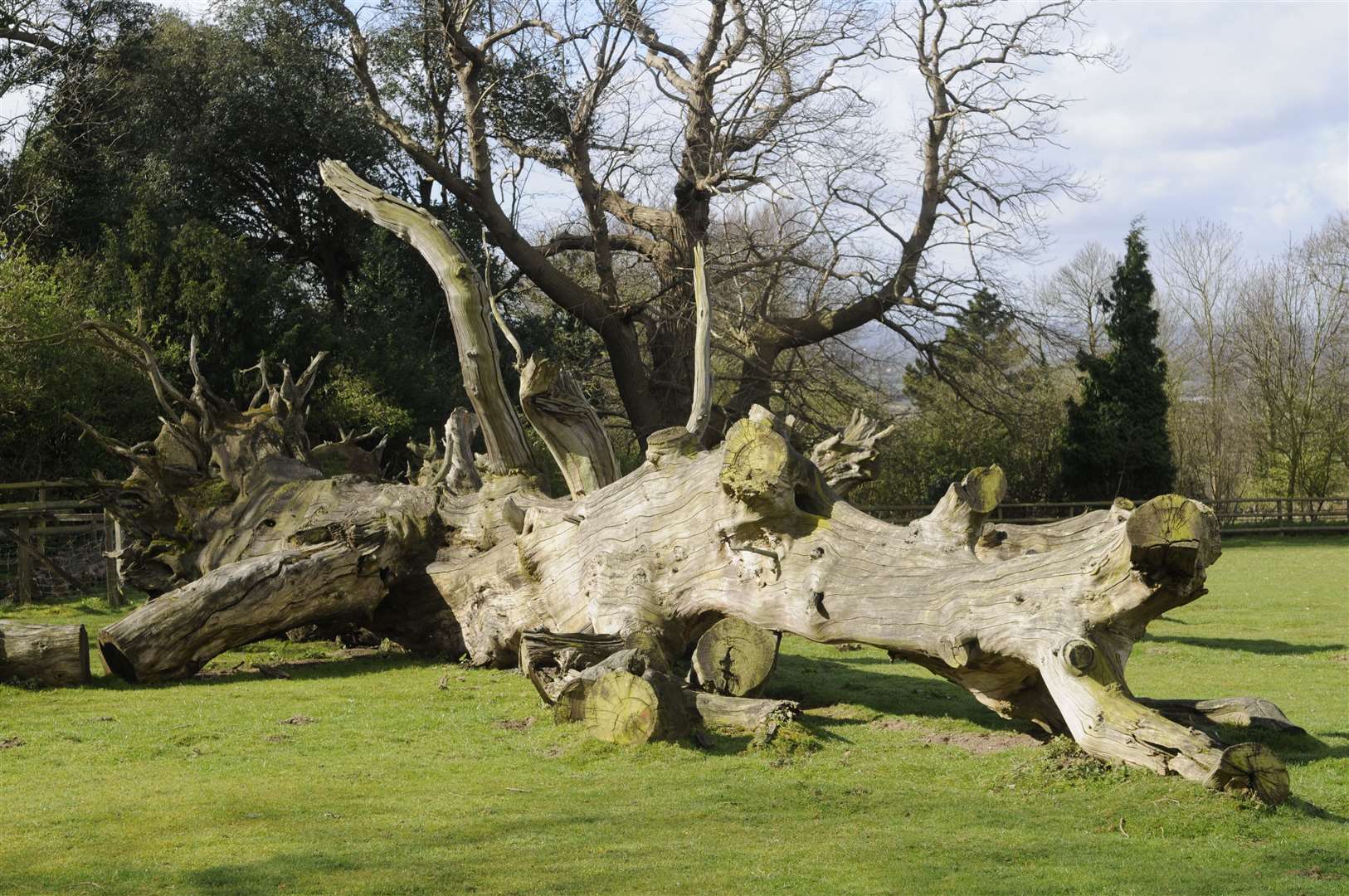 One of the countless trees pushed down by the 1987 storm in Kent. Photography by Matthew Walker