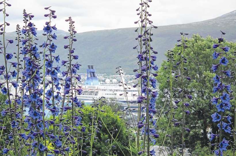 Blue is the colour... towering delphiniums with our cruise ship in the distance
