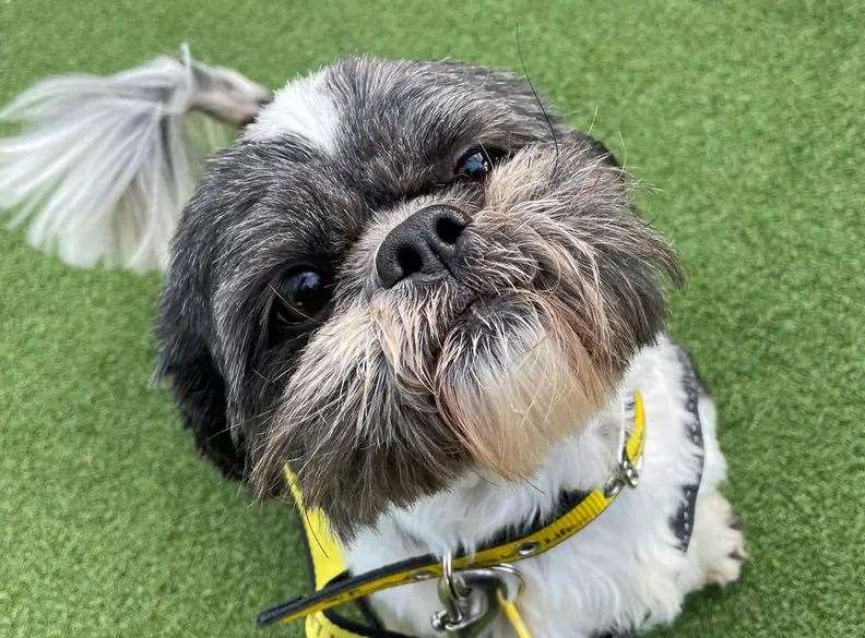 Lucy the shih tzu. Picture: Dogs Trust