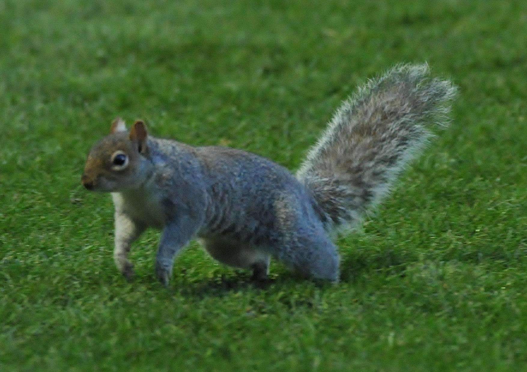 There was a break in play during the second half after this squirrel made its way on to the pitch Picture: Steve Terrell