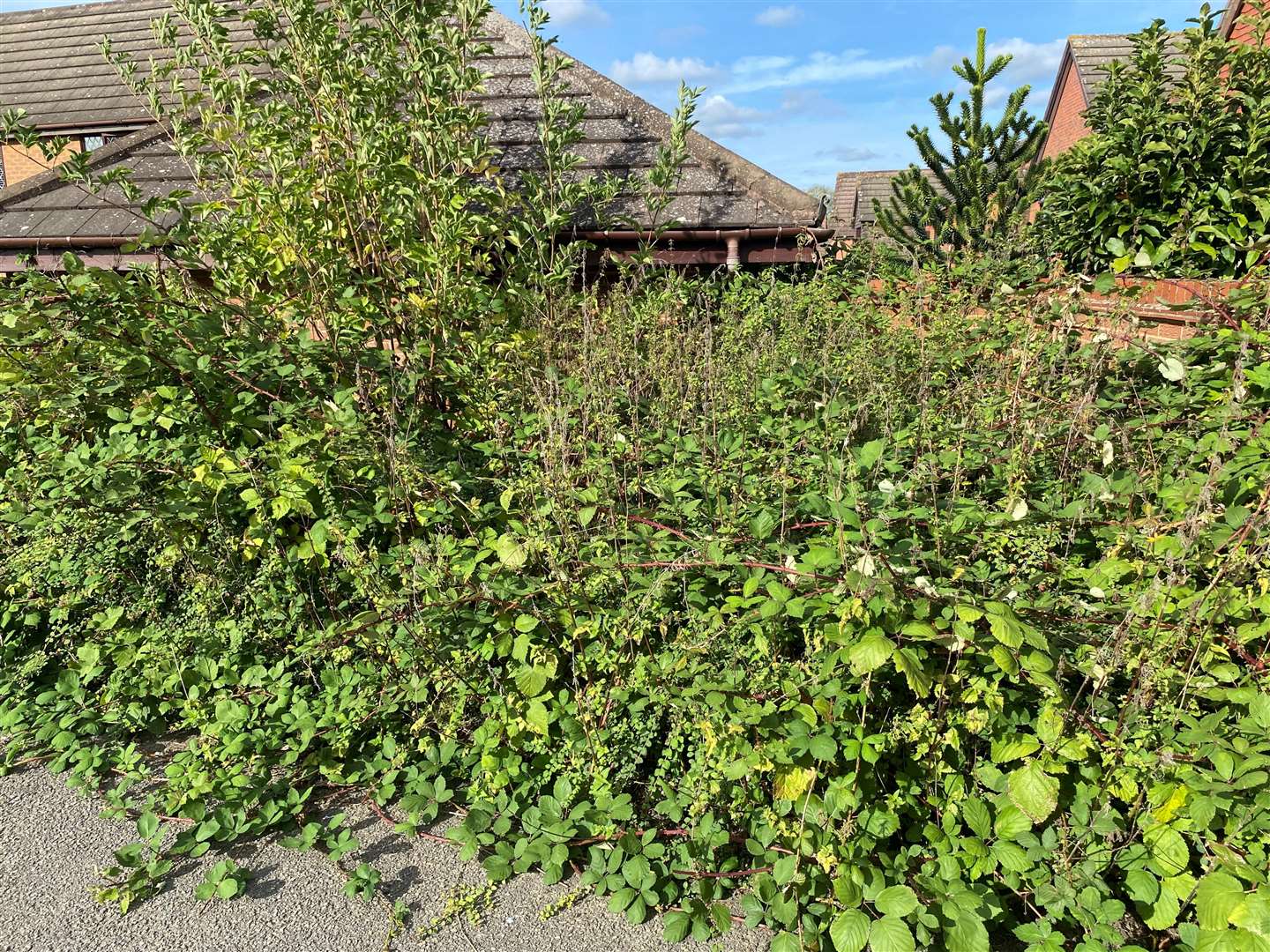 The brambles along Chaucer Way are "thick and dangerous"