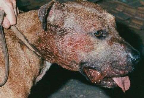 Dog fighting was outlawed in England in 1835. Picture: RSPCA