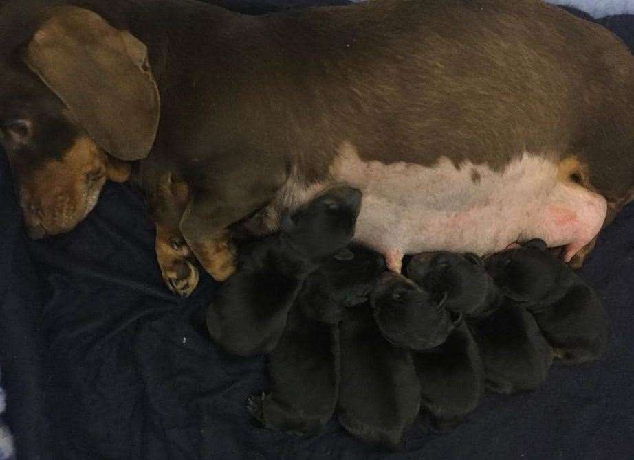The stolen dachshund and her pups