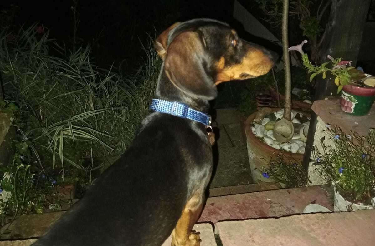 Archie the dachshund has been missing from Rochester since Saturday