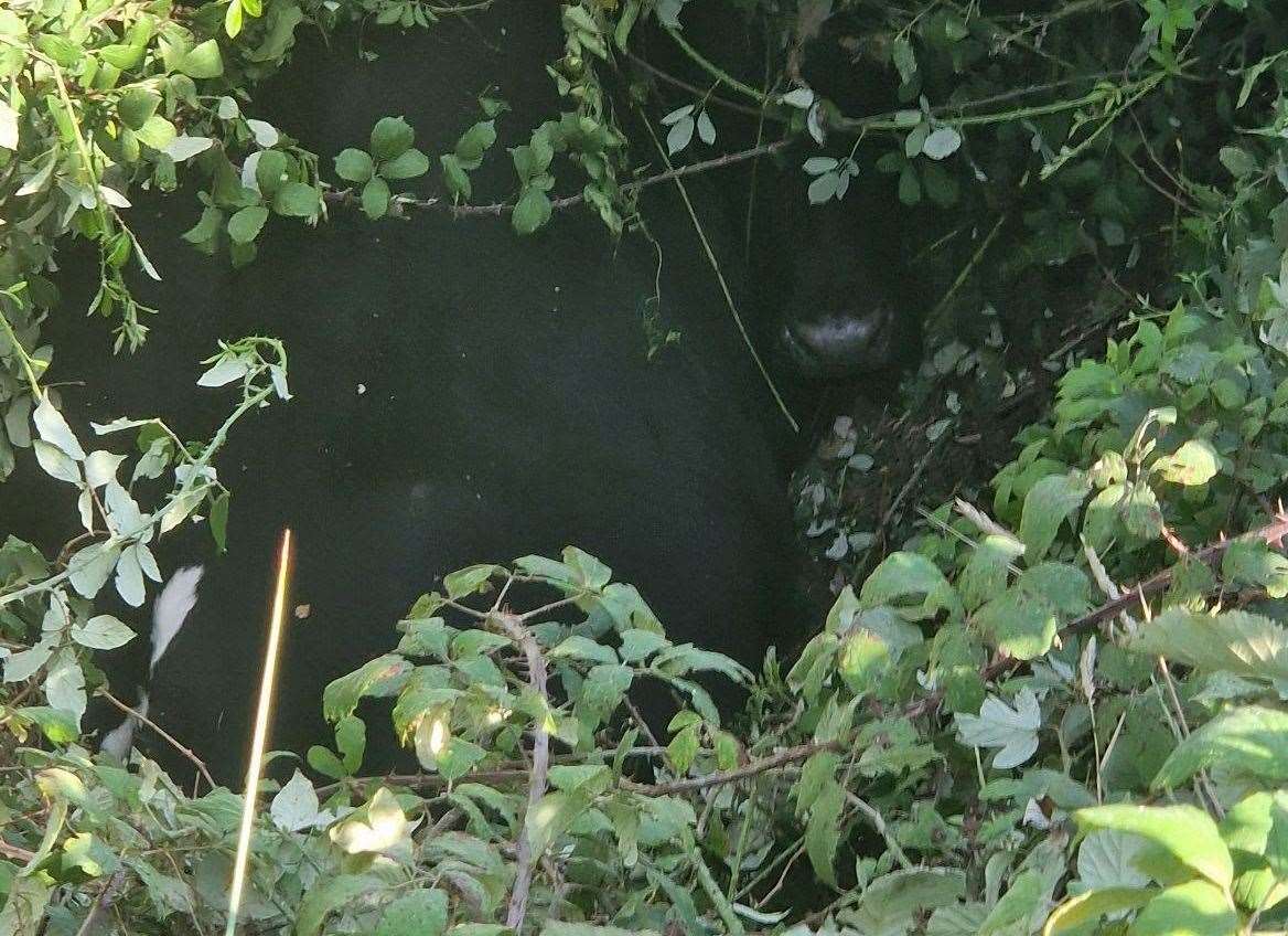The large bullock got himself stuck 15ft down a ditch near farmland. Picture: RSPCA