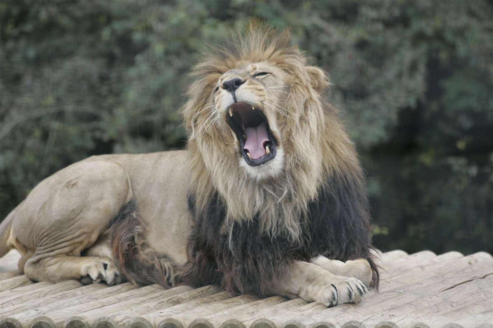 You can be more active than the lions at Howletts