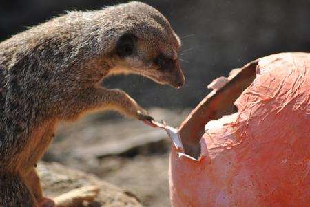 A meerkat breaks into an Easter egg at Port Lympne Wild Animal Park.