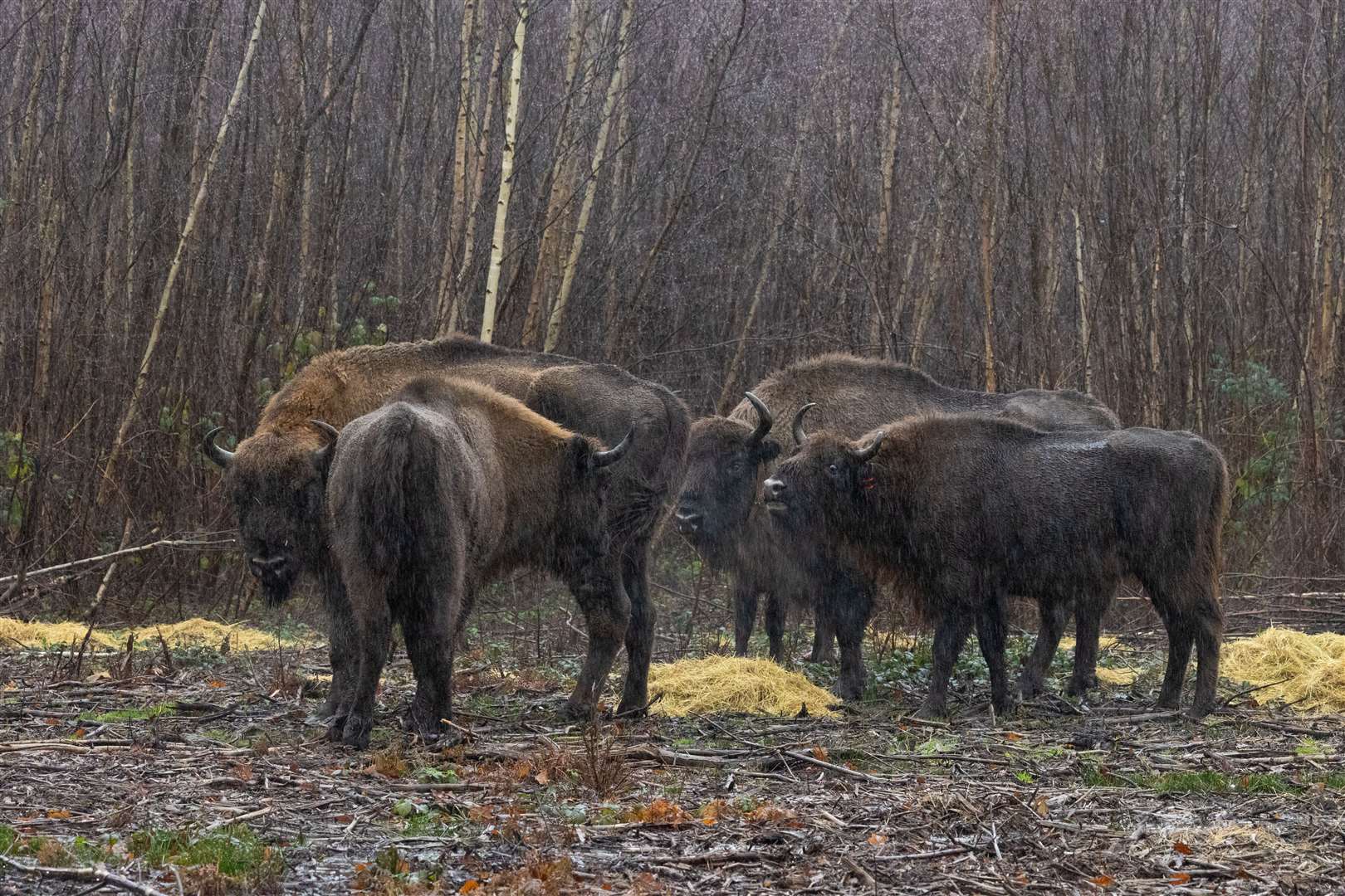 Family of bison reunited just in time for Christmas thanks to Kent Wildlife Trust. Picture: Evan Bowen-Jones (61537991)
