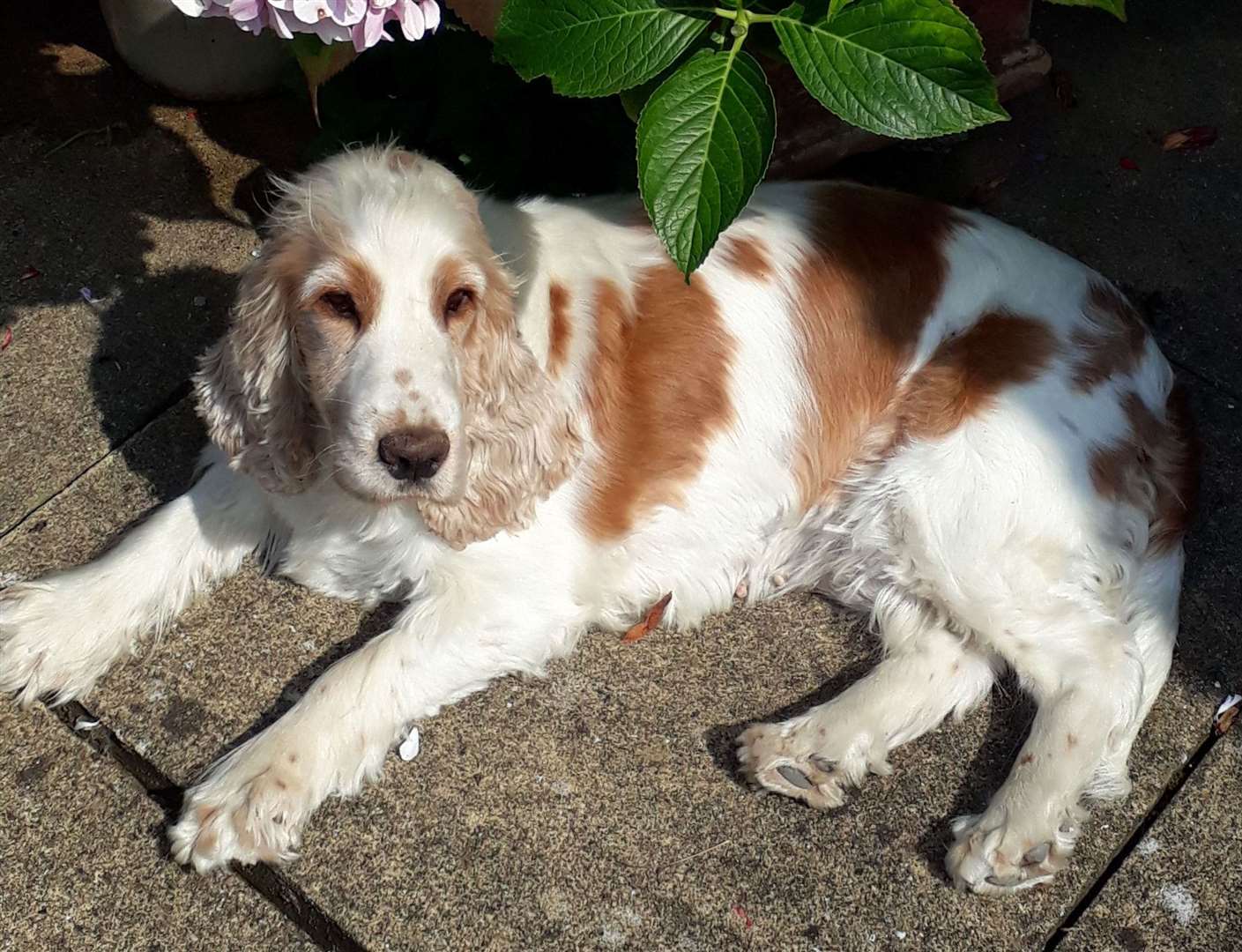 Cocker spaniel Daisy has gone missing from Hollingbourne