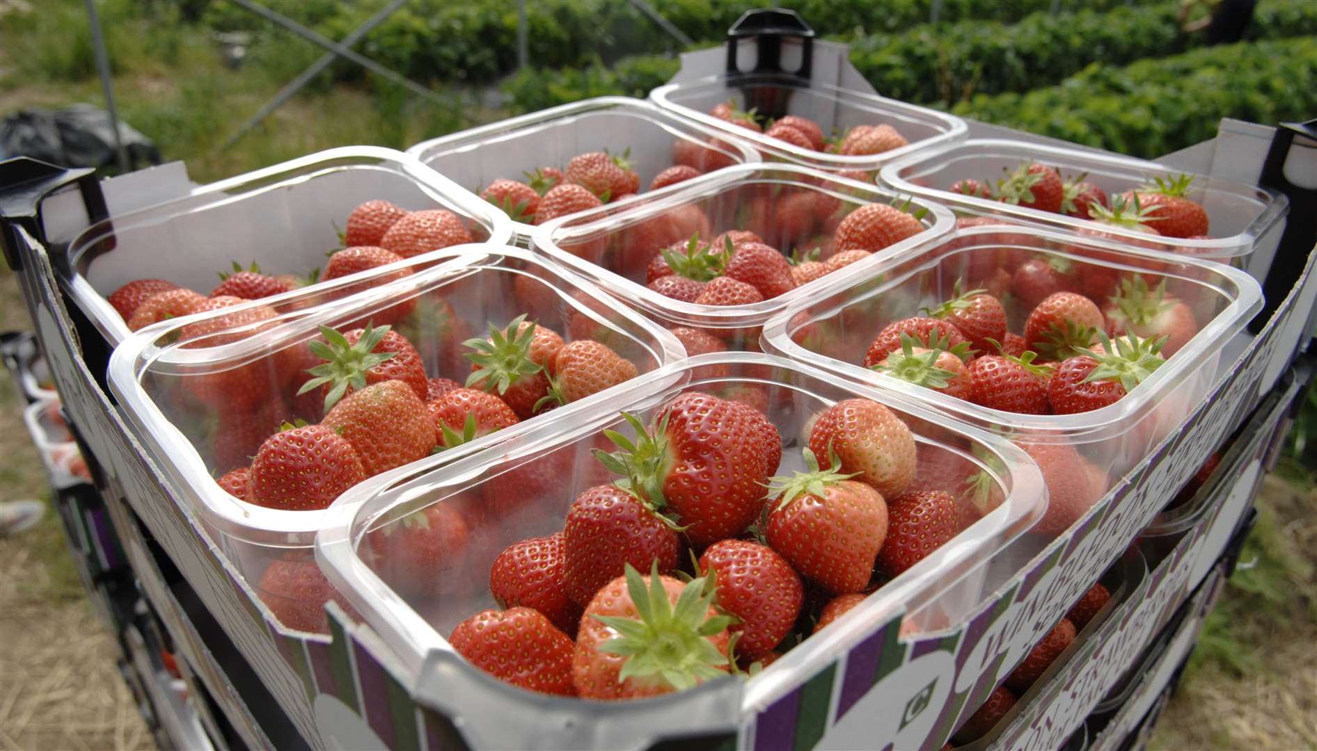 Strawberries from Hugh Lowe Farms in Mereworth are sent to Wimbledon. Picture: Matthew Reading