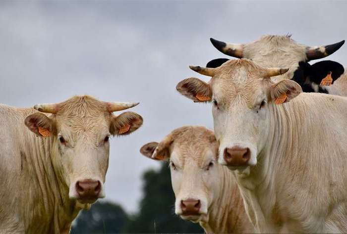 Neospora is fatal for unborn calves. Stock Image
