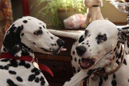 Dalmatian Ruby saved the life of niece Mabel through a blood transfusion.