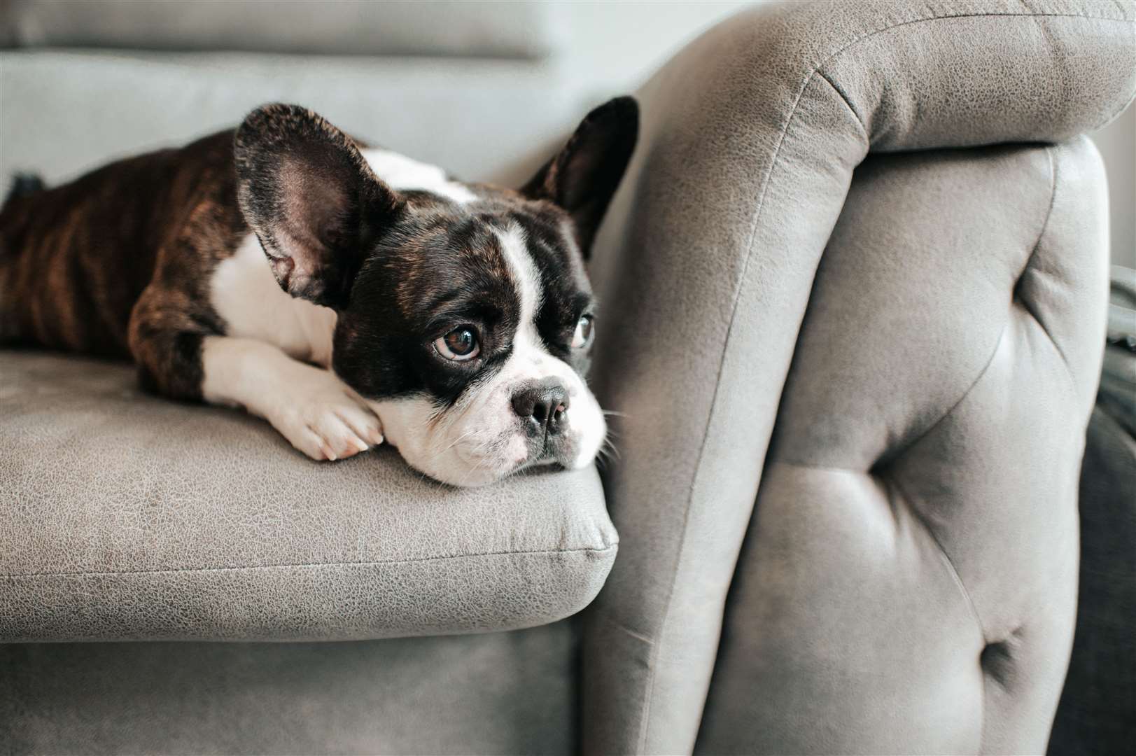 There were a high number of French Bulldogs stolen last year