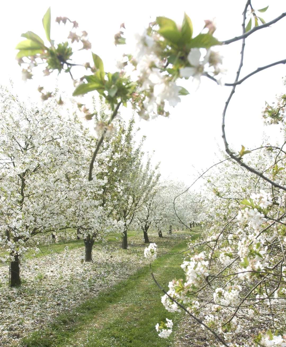 Explore the orchards at Brogdale. Picture: Chris Davey