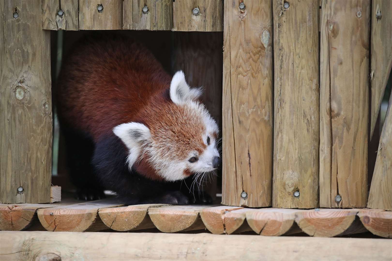 Red pandas at one of the Yorkshire Wildlife Park’s expanded animal reserves, Himalayan Pass (Danny Lawson/PA)