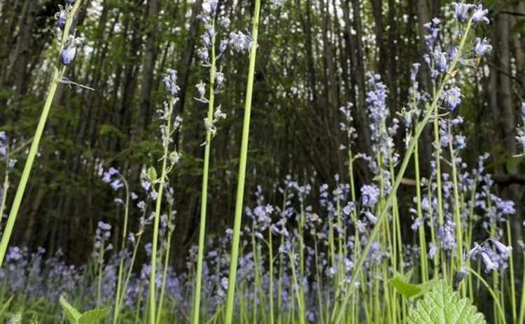 Oaken Wood in Barming