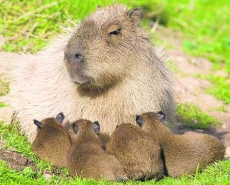 The litter of four capybaras born at Howletts