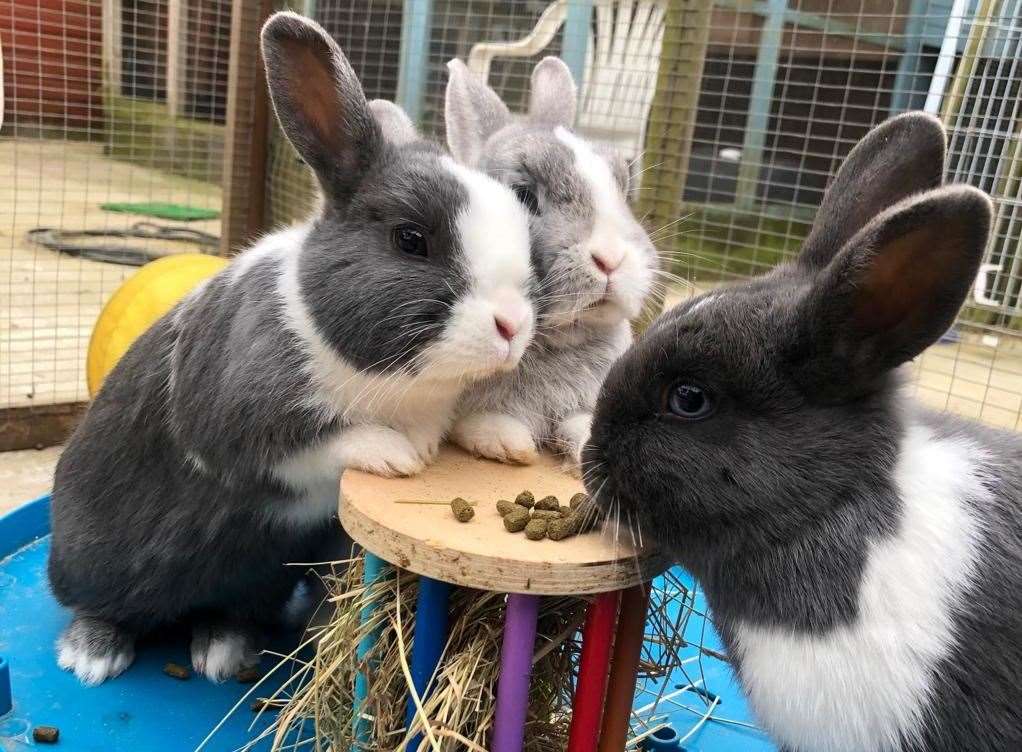 Rosie, Romy and Roxy are all waiting to be adopted