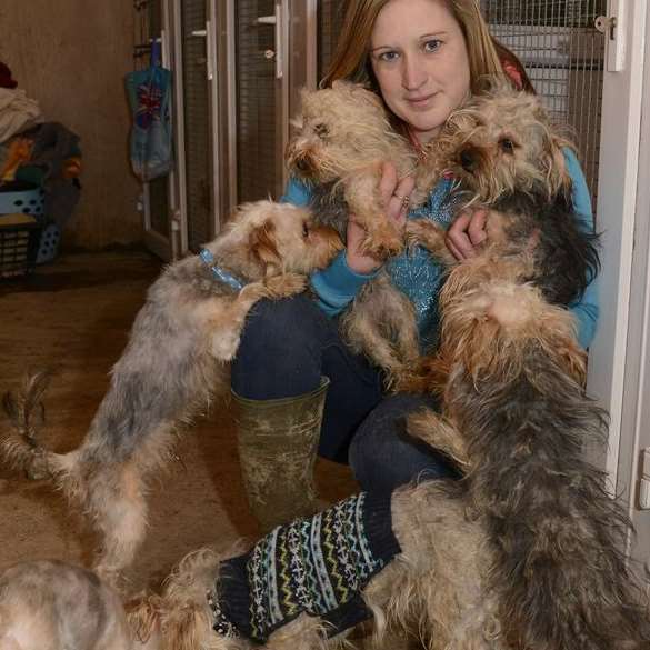 Kymm White with the yorkshire terriers which were rescued after being found in an appalling condition