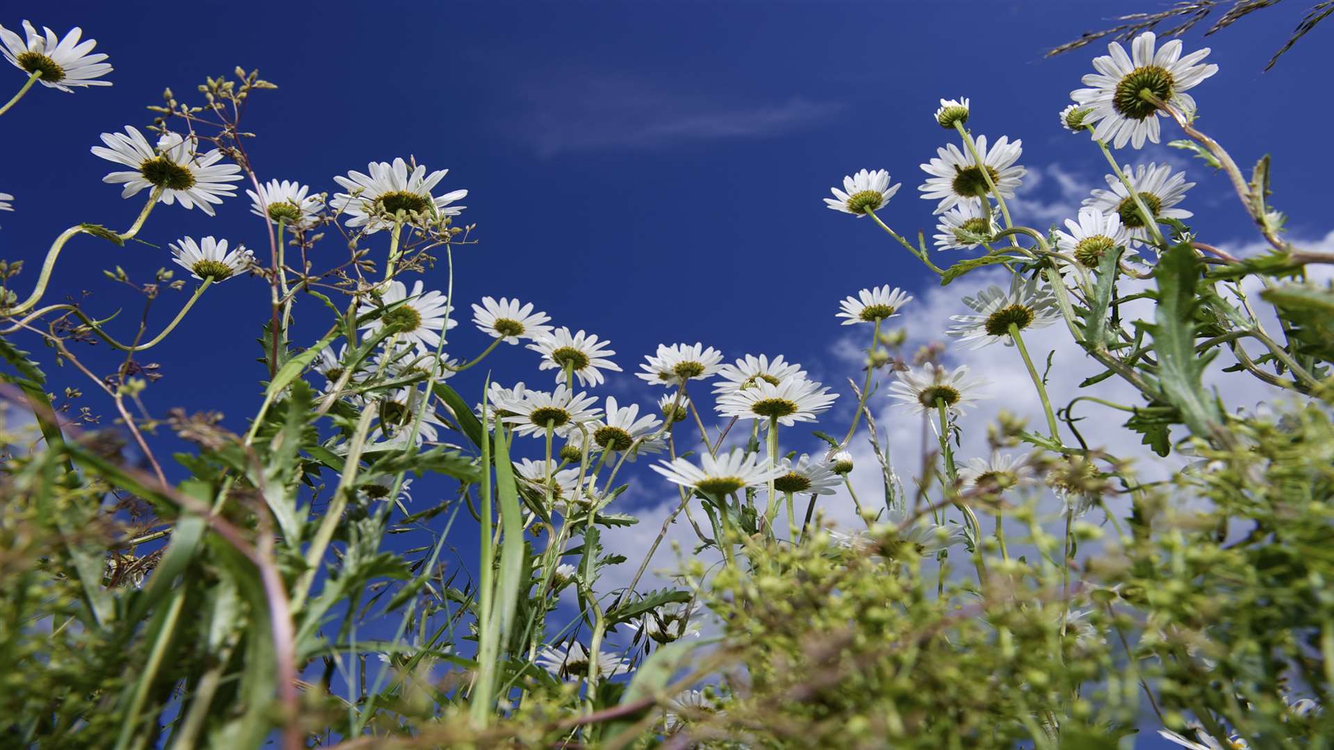 It's not just birds at Elmley that catch the eye