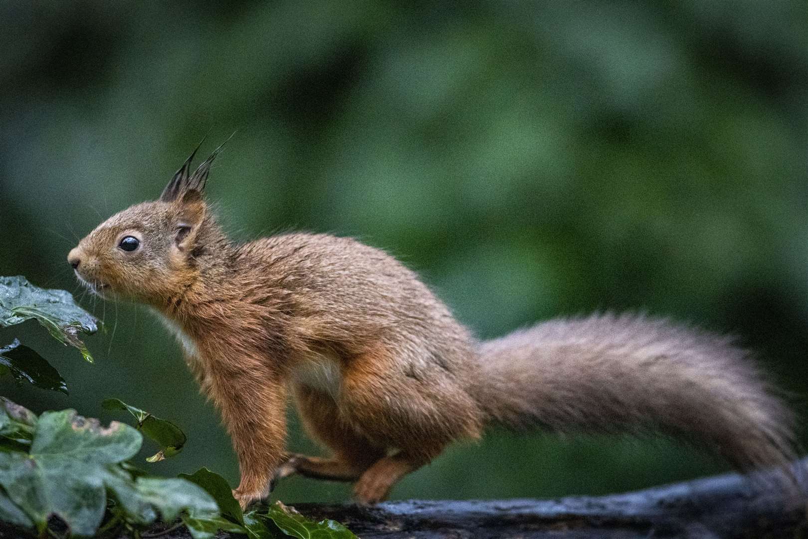 A red squirrel (Liam McBurney/PA)