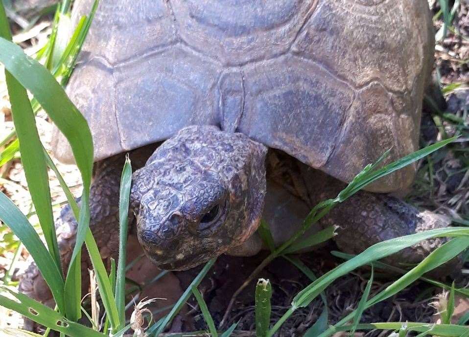 Fred was found near the A299