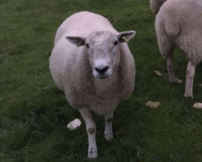 The nine-year-old sheep is the beloved pet of Elana Lickman of Canterbury