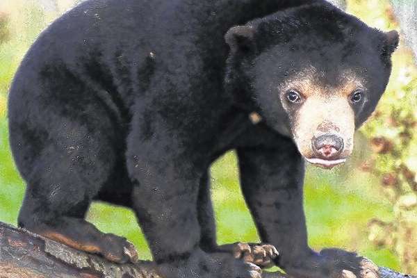 A Malayan sun bear at the Rare Species Conservation Centre