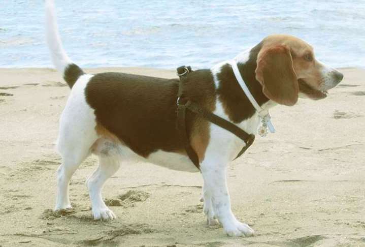 Between May and September, many beaches alter their rules for dogs. Image: iStock.