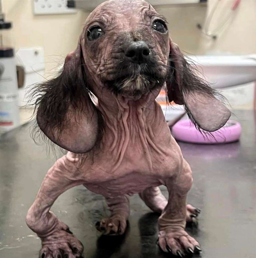 The Herne Bay based charity believes the deformities could have been from being kept in a cramped space. Picture: New Hope Animal Rescue
