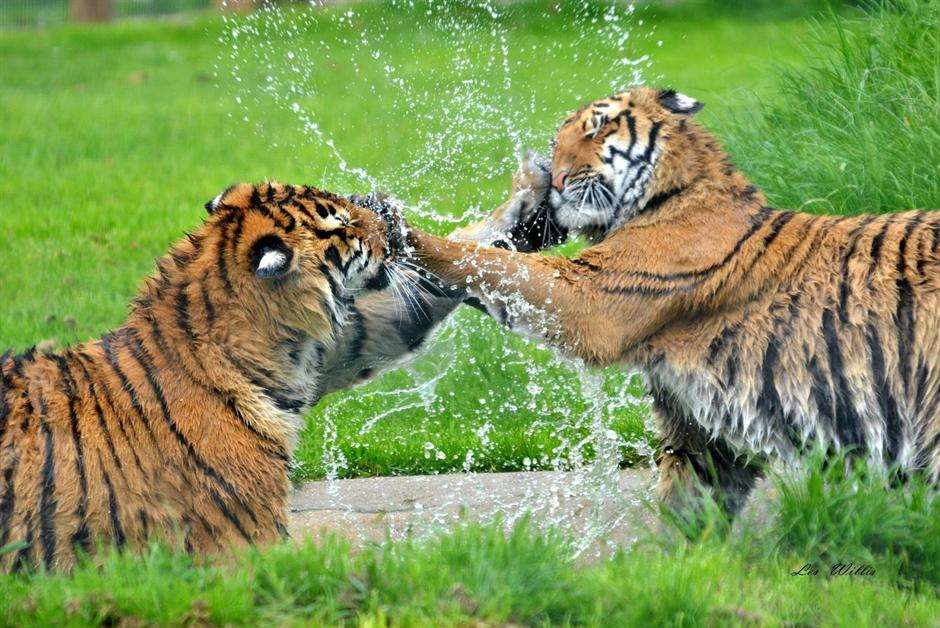 Tigers at Wingham Wildlife Park