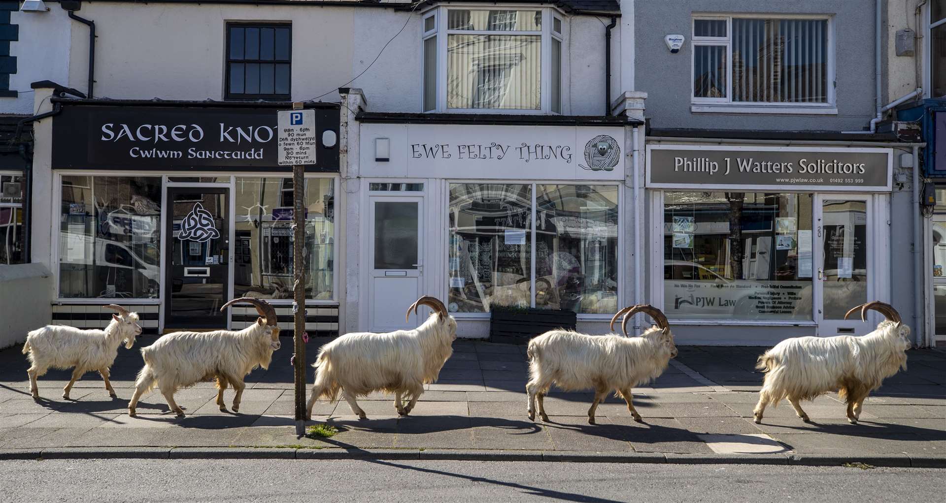 A herd of goats take advantage of quiet streets near Trinity Square in Llandudno, North Wales, during the first lockdown in March (Peter Byrne/PA)