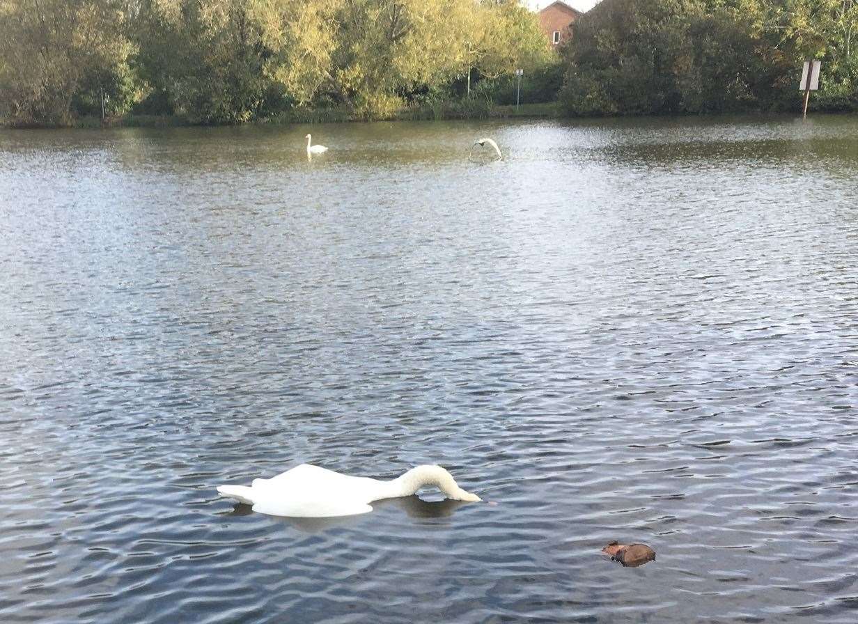 The swan that was killed on Singleton Lake (19793867)