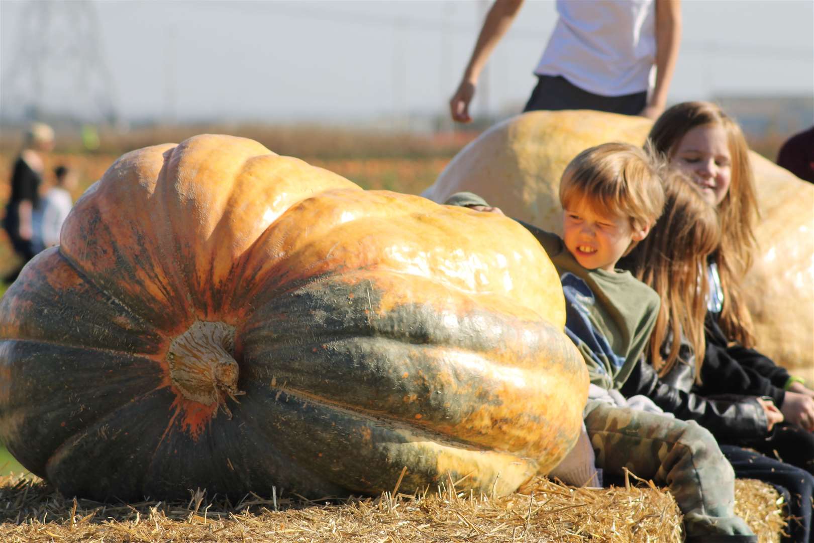 PYO Pumpkins are asking schools to take part in their challenge (10734639)