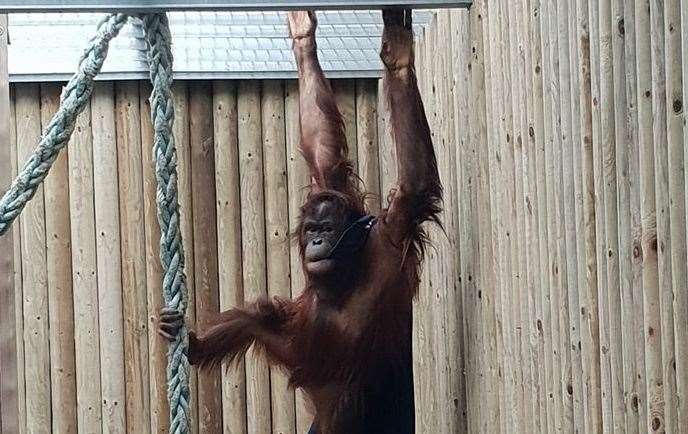 Wingham is now home to Molly the orangutan (20415251)