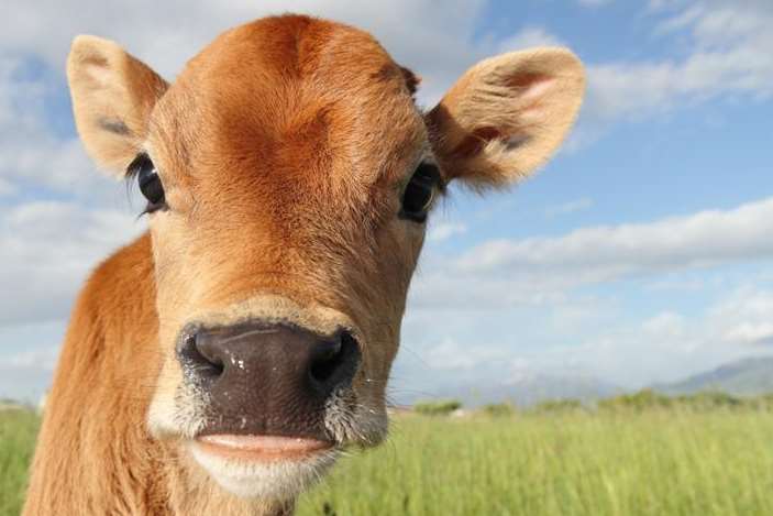 A calf was being born in the field opposite where Mr Burski fell. Picture: Thinkstock Image Library