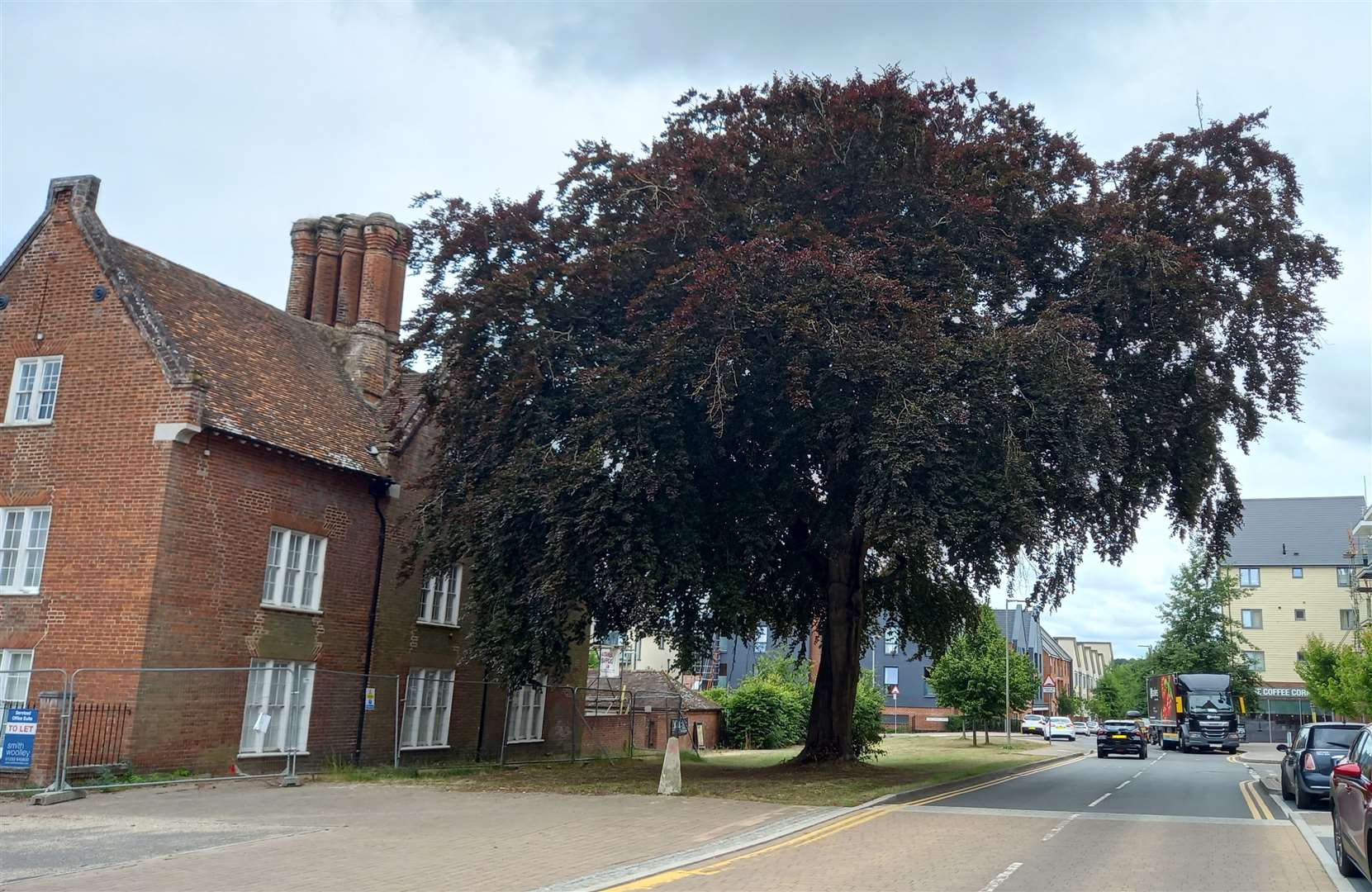 A tree which is over 100 years old has been saved from being felled in Ashford. Picture: Ashford Borough Council