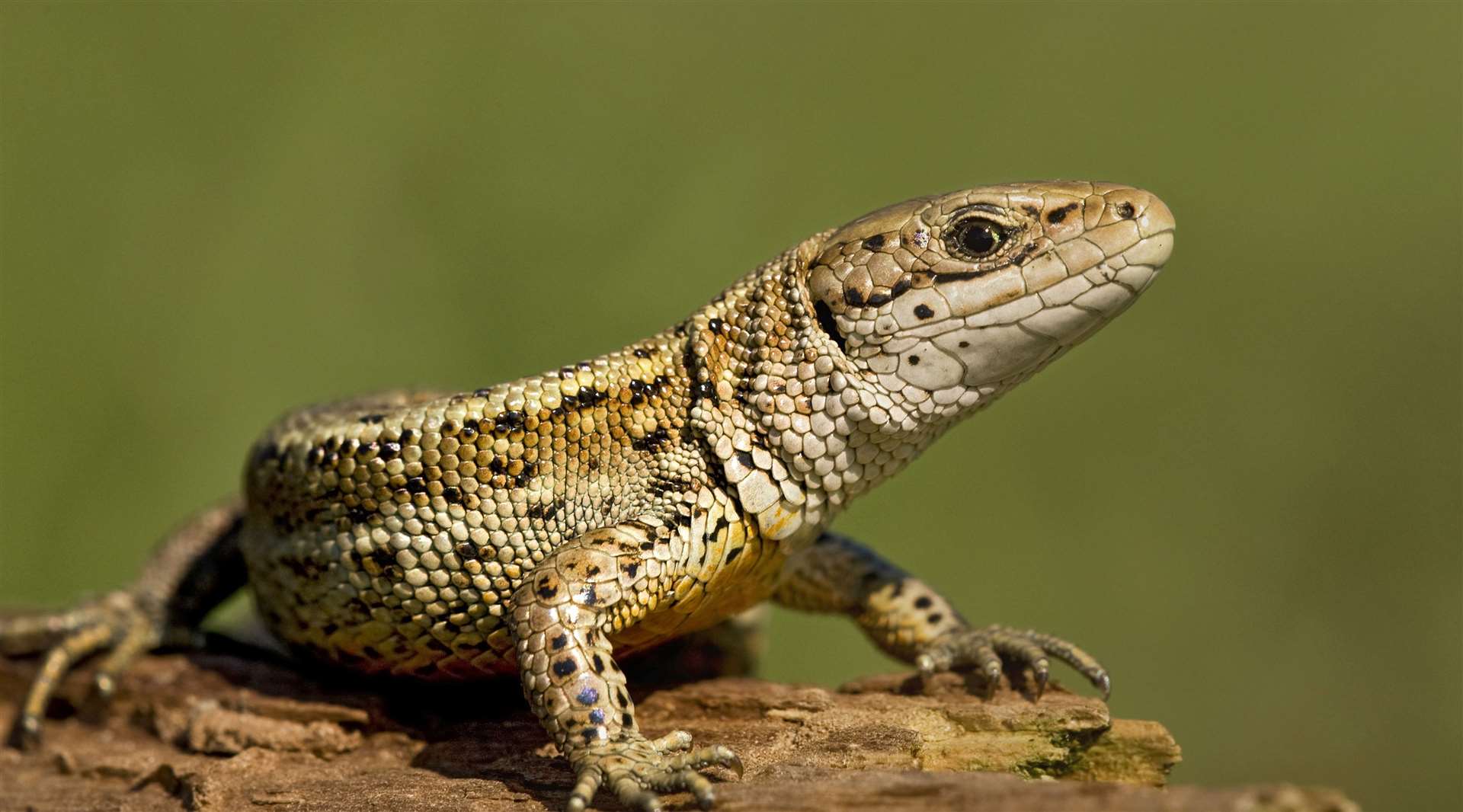 Common lizards living on the land will need to be moved for the development to begin. Picture: Tony Flashman