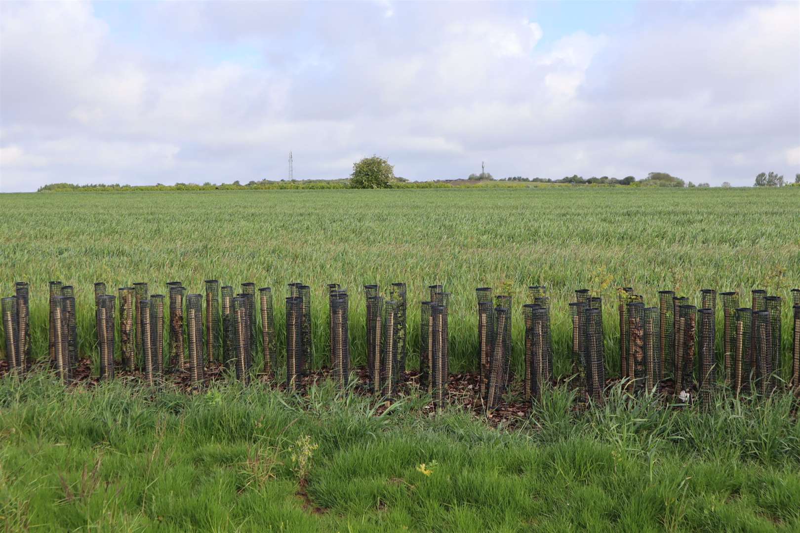 Seven hundred homes are planned for cornfields alongside the Lower Road at Minster, Sheppey