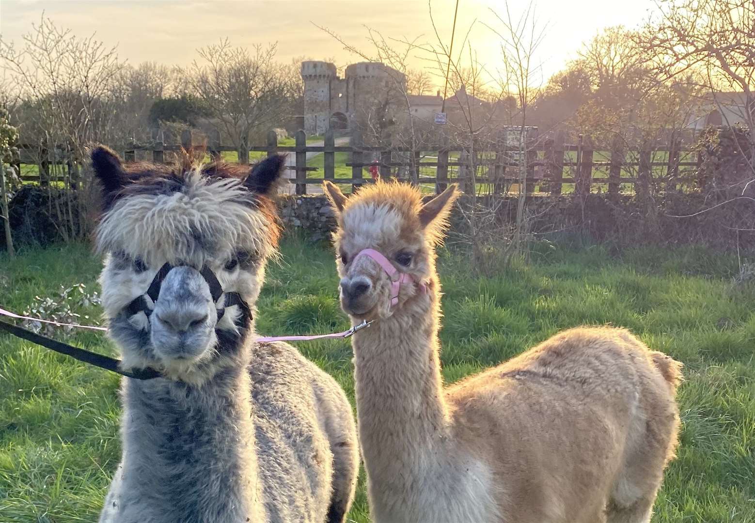 Sophie says alpacas are incredible animals