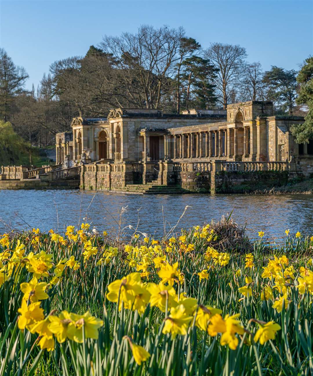 Mixed daffodils at the Loggia Picture: Hever Castle and Gardens