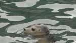 This seal was spotted swimming in the basin by De Bradelei Wharf in Dover. You can learn how to rescue mammals in such incidents