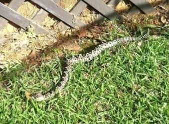This snake has been spotted in Gillingham