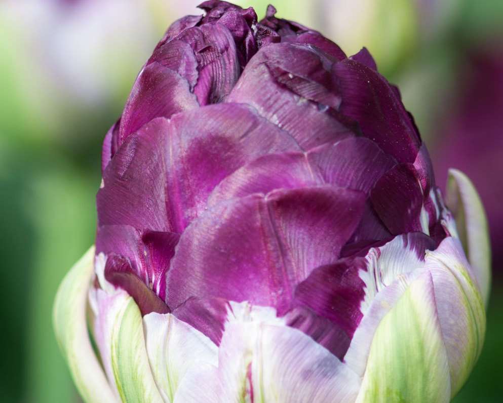 Great Comp Gardens' Autumn Extravaganza near Borough Green will include some unusual irises