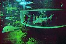 Underwater adventure at Nausicaa